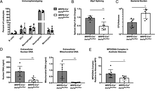 FIGURE 6. Neutrophil IRE1α promotes MRSA clearance and NET formation in the s.c. abscess. (A) Immunophenotyping of leukocytes in the s.c. abscesses from infected neutrophil IRE1α-deficient (MRP8-Cre+Ire1αflox/flox) and control littermate (MRP8-Cre−Ire1αflox/flox) mice at day 2 pi. (B) Levels of spliced Xbp1 in cellular abscesses at 2 d pi were quantified by quantitative RT-PCR and normalized relative to WT (MRP8-Cre−Ire1αflox/flox) mice. (C) Bacterial burden in abscesses excised from male or female mice infected s.c. with 107 CFU MRSA for 2 d. (D) Extracellular nuclear and mitochondrial DNA in the abscess at day 2 pi as quantified by quantitative RT-PCR from total DNA isolated from supernatants of abscess single-cell suspensions. Levels of nuclear and mitochondrial DNA were calculated based on quantitative RT-PCR amplification cycle of S18 and cytochrome C oxidase 1, respectively, relative to a standard curve of known DNA concentrations. (E) MPO/DNA complex per abscess was quantified by ELISA from supernatants of abscess single-cell suspension and normalized relative to total MPO. Graphs indicate the mean value of WT control littermates (MRP8-Cre−Ire1αflox/flox, n = 7) and neutrophil IRE1α-deficient (MRP8-Cre+Ire1αflox/flox, n = 6) mice from two independent experiments ±SD. The p value was calculated using the Mann–Whitney U test. *p < 0.05, **p < 0.01.