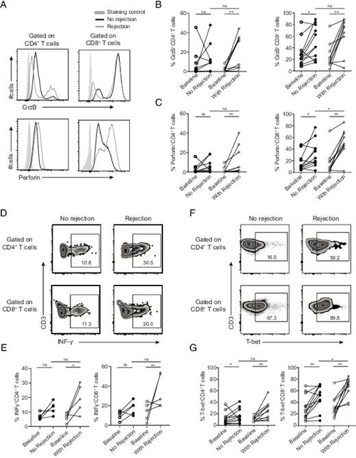 FIGURE 4. INF-γ, GrzB, and perforin expression in CD4+and CD8+ T cell subsets between no rejection and rejection groups. (A) Representative overlaid flow cytometry histograms and the compiled bar graph show the expression levels of GrzB and perforin in (B) CD4+ T cells and (C) CD8+ T cells among different groups. Healthy controls (n = 6); PTx recipients (no rejection, n = 12; rejection, n = 10). (D) Representative intracellular cytokine flow cytometry dot plots and (E) the compiled bar graph show the INF-γ–expressing CD4+ T cells and CD8+ T cells among different groups after 4 h of stimulation with mitogens in vitro. (F) Representative flow cytometry dot plots and (G) the compiled bar graph show the T-bet–expressing CD4+ T cells and CD8+ T cells among different groups. PTx recipients (no rejection, n = 5; rejection, n = 5). Statistics are as follows: horizontal bar represents the median, and each dot represents one PTx recipient. *p ≤ 0.05, **p ≤ 0.01. ns, not significant.