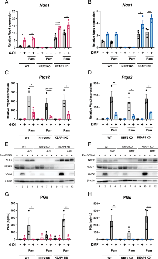 FIGURE 5. The capacity of 4-OI and DMF to reduce COX2 expression and PG production is not NRF2 dependent. (A–D) BMDMs from wild-type, NRF2 knockout, and KEAP1 knockdown mice were pretreated with 200 μM 4-OI (A and C) or 25 μM DMF (B and D) for 2 h before stimulation with Pam3CSK4 (100 ng/ml) for 6 h. The cells were lysed, mRNA was extracted, and Nqo1 expression (A and B) and Ptgs2 expression (C and D) were quantified by qPCR (n = 3). (E–H) BMDMs from wild-type, NRF2 knockout, and KEAP1 knockdown mice were pretreated with 200 μM 4-OI (E and G) or 25 μM DMF (F and H) for 2 h before stimulation with Pam3CSK4 (100 ng/ml) for 24 h. COX2 expression was analyzed by Western blotting (E and F) (n = 3). The supernatants were analyzed for PG concentration by ELISA (G and H) (n = 3). Data are mean ± SEM. *p &lt; 0.05, **p &lt; 0.005, ***p &lt; 0.0005, ****p &lt; 0.0001 by one-way ANOVA.