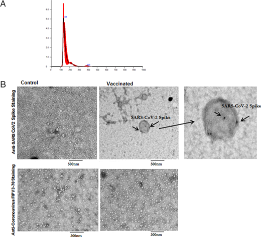 FIGURE 1. (A) Representative NanoSight image for exosomes from vaccinated individuals with mean and median sizes (black thin line in the graph indicates the three measurements of the same sample, and red line is the average of all three lines). (B) Transmission electron microscopy images of SARS-CoV-2 spike Ag on exosomes from control exosomes from control and vaccinated individuals. Arrows indicate SARS-CoV-2 spike-positive exosomes. Right side, third image is the zoomed image of positive exosome from vaccinated sample (original magnification x 50,000). We have used anti-coronavirus FIPV3-70 Ab as negative control for both the samples.