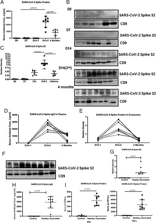 FIGURE 2. (A) Levels of SARS-CoV-2 spike Ab in vaccinated healthy individuals at day 0, day 7, and day 14 after first dose of vaccine (14-1), day 14 after second dose of vaccine (14-2), and 4 mo after second dose of vaccine. (B) Western blot of exosome protein SARS-CoV-2 spike protein S2 at day 0, day 7, and day 14-1, day 14-2, and 4 mo after second dose of vaccine. (C) Densitometry and statistical analysis of Western blots. (D) Before and after line plot of levels of SARS-CoV-2 spike Ab in vaccinated healthy individuals at day 14-1, day 14-2, and 4 mo after second dose of vaccine (E) Before and after line plot of densitometry of Western blots for SARS-CoV-2 spike protein in vaccinated healthy individuals at day 14-1, day 14-2, and 4 mo after second dose of vaccine. (F) Western blot of SARS-CoV-2 spike protein S2 in exosomes within 14 d after second dose of vaccine in healthy individuals. (G) Densitometry and statistical analysis of Western blots. (H) Levels of SARS-CoV-2 spike Ab in vaccinated healthy individuals at 14 d after second dose of vaccine. (I) ELISPOT for cytokine development (TNF-α and IFN-γ) in response to SARS-CoV-2 spike protein. All graphs are represented as scatter dot plots with mean and SD (vertical bar line). CD9 is used to normalize the all the blots. Western blots and Ab development experiments were performed at least three times independently.