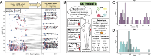 FIGURE 1. Characteristics of the 56P cohort and its relationship to the 500FG cohort. (A) Sampling overview, in which on the left, the original 500FG cohort is displayed with each dot indicating a single individual. Fifty-six of these individuals were sampled four more times as part of the 56P cohort, and these are indicated by larger dots. These are connected with the four timepoints of the 56P cohort on the right side, in which the first timepoint is marked with a larger dot. (B) Overview of the measurements performed for the 56P cohort. The measurements include circulating markers of inflammation, immune cell phenotypes, and cytokine production capacity upon stimulation. (C) Distribution of age of the 56P cohort. (D) Distribution of BMI of the 56P cohort.