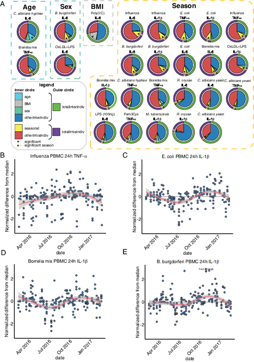 FIGURE 3. (A) Interindividual and intraindividual variation in monocyte cytokine production capacity after stimulation of PBMCs. Only cytokine–stimulus pairs that showed significant association with age, sex, BMI, and season are shown. The pie charts are shown in a similar format as in (Fig. 2A. (B) Example seasonality plot for TNF-α production after influenza stimulation. In this plot for each individual, the median value over all four timepoints was subtracted from all four timepoints. This way, we are removing (most of) the interindividual variation, leaving just the intraindividual variation. This strategy was applied just for the visualization of the seasonality, and the statistical analyses are described in more detail in Materials and Methods. The fitted line and error range were plotted using the LOESS method of the geom_smooth function of the ggplot2 package and, again, is purely for visualization. (C) Similar to (B), but now for E. coli stimulation. (D) Example plot showing seasonality of IL-1β production after stimulation of PBMCs with a mix of Borrelia bacteria. (E) Similar to (D), but now for B. burgdorferi.