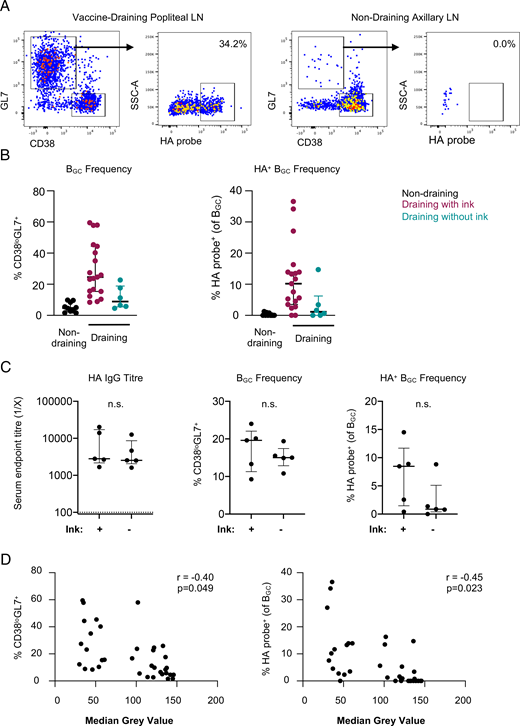 Coformulation with Tattoo Ink for Immunological Assessment of Vaccine