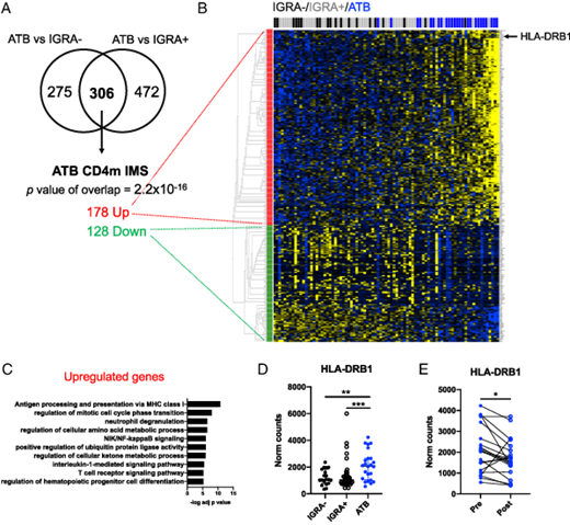 FIGURE 1. Transcriptomic profiling of circulating nonnaive CD4 T cells in ATB. Nonnaive CD4 T cells were sorted from ATB (n = 24 at diagnosis, and n = 22, 2 mo post-TB treatment), IGRA+ (n = 40) and IGRA– (n = 20) individuals as depicted in Supplemental Fig. 1A and their transcriptomic profile defined by bulk RNA-seq. (A) Venn diagram showing overlap between differentially expressed genes in ATB versus IGRA+ and ATB versus IGRA– comparisons. (B) Heatmap of the 306 commonly differentially expressed in ATB versus IGRA+ and ATB versus IGRA– comparisons. (C) Top 10 GO biological processes terms enriched in the 178 genes upregulated in ATB versus IGRA+ and ATB versus IGRA– comparisons. HLA-DRB1 gene expression in the ATB cohort at diagnosis compared with (D) IGRA+ and IGRA– cohorts and (E) 2 mo post-TB treatment. * p &lt; 0.05, ** p &lt; 0.01, *** p &lt; 0.001, nonparametric unpaired Mann–Whitney U test (D) and nonparametric paired Wilcoxon test (E).