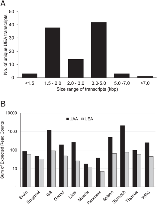 FIGURE 6. Expression of UEA and UAA genes in the nurse shark G. cirratum based on RNAseq data from multiple tissues. (A) UEA transcript size distribution for a total of 101 unique transcripts retrieved across all tissues. (B) Expression levels (measured as the expected read count in each transcript) of the UEA and UAA genes in each of 11 tissues. Note that the y-axis is in logarithmic scale.