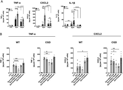 FIGURE 1. Cytokine production in response to zymosan (Zym) is significantly upregulated in CGD murine neutrophils. WT and CGD murine neutrophils were incubated with fungal particles and cytokines in the supernatant measured by ELISA. (A) Zym and Dzym (MOI of 1) stimulation for 5 h at 37°C. Combined data of four to eight independent experiments (n = 8–16). (B) Exogenous H2O2 (10 and 100 µM), xanthine oxidase (0.3 mU/ml)/hypoxanthine (50 µM) ROS generating system, or ROS scavenger catalase (200 U/ml) was used to pretreat neutrophils for 10 min, followed by the addition of Zym for 5 h. Combined data of two independent experiments (n = 3–5). Data are mean ± SEM, Statistical analysis was performed with (A) paired or (B) unpaired Student t test. *p < 0.05, **p < 0.01, ***p < 0.001, ****p < 0.0001.