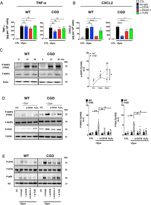FIGURE 3. Receptors mediating cytokine production and downstream signaling in zymosan (Zym)–activated murine neutrophils, with upregulation of Mac-1–dependent receptor-proximal activation in CGD. (A and B) Zym (MOI of 1) was used to stimulate WT and CGD murine neutrophils. Rat IgG isotype control, anti-CD18, anti–Dectin-1, and anti-TLR2 (10 µg/ml) were used to pretreat WT and CGD neutrophils for 30 min at 37°C, followed by stimulation with Zym and analysis of TNF-α and CXCL2 from supernatants by ELISA. Combined data of three independent experiments (n = 6). Statistical analysis was performed with paired Student t test. *p < 0.05, **p < 0.01, ****p < 0.0001. (C) Phosphorylation of SHP2 (Y542) was assayed in immunoblots of neutrophil lysates following Zym stimulation (MOI of 3). Representative blot is shown. ImageJ densitometry was used to quantitate phosphorylation (n = 4; single pound sign [#], WT 15 min versus WT control; double pound sign [##], CGD 30 min versus CGD control; single asterisk [*], CGD 30 min versus WT 30 min comparison; statistical analysis was performed with paired Student t test; #, ##, *p < 0.05). (D) SHP2 and Syk phosphorylation of neutrophils stimulated with Zym (MOI of 3) for 30 min were determined by immunoblotting. Some samples were pretreated with either anti-CD18 Ab (10 µg/ml) or exogenous H2O2 (100 µM) for 30 or 10 min, respectively. Representative blot is shown, and densitometry was analyzed by ImageJ (n = 4). Data as mean ± SEM (n = 6). Statistical analysis was performed with paired Student t test. *p < 0.05, **p < 0.01. (E) Rat IgG isotype control, anti-CD18, anti–Dectin-1, and anti-TLR2 (10 µg/ml) were used to pretreat WT and CGD neutrophils for 30 min at 37°C, followed by stimulation with Zym (MOI of 3) for 30 min at 37°C. Cytosolic and nuclear fractions were loaded at 40 µg to detect phosphorylated Syk and p65, respectively. Total Syk and histone H3 were used as loading controls for each fraction (n = 3). (C–E) Each one of three to four independent experiments is shown as a representative. For a given experiment, all samples were electrophoresed on the same gel, but some intervening lanes removed between the WT and CGD samples in the immunoblot data shown, indicated by the vertical lines next to each sample group.