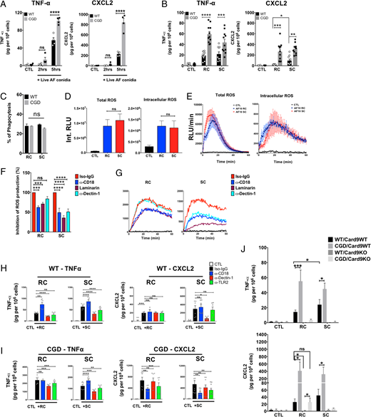 FIGURE 5. Activation of murine neutrophils by A. fumigatus conidia, with increased cytokine responses by CGD neutrophils. WT and CGD neutrophils were incubated with (A) freshly isolated live conidia at MOI of 1 for 2 and 5 h (n = 4) or (B) fixed resting or swollen A. fumigatus conidia (RC or SC) at MOI of 1 for 5 h (n = 8–16), and supernatants assayed by ELISA to detect TNF-α and CXCL2. (C) Phagocytosis of fixed A. fumigatus conidia by WT and CGD murine neutrophils assayed by immunostaining (n = 4). (D and E) Total ROS and intracellular ROS levels in WT murine neutrophils stimulated with either RC or SC (MOI of 5) were measured by luminol-based chemiluminescence for 1 h (n = 6). (F) Total ROS with pretreatment of anti-CD18 or anti–Decitin-1 (10 µg/ml) or laminarin (50 µg/ml) in response to fixed A. fumigatus conidia (MOI of 5) were measured by luminol assay. (G) The kinetic analysis corresponding to (F) (n = 6). (H and I) WT or CGD neutrophils were pretreated with rat IgG isotype control, anti-CD18, anti–Dectin-1, or anti-TLR2 (10 µg/ml) for 30 min at 37°C, followed by stimulation with fixed resting or swollen A. fumigatus conidia (MOI of 1) for 5 h at 37°C, and cytokines in supernatants assayed by ELISA (n = 6). (J) Neutrophils were isolated from Card9 intact or Card9-deleted WT or CGD strains, then stimulated with A. fumigatus RC or SC (MOI of 1) for 5 h at 37°C. Supernatants were collected and analyzed with ELISA (n = 4). Combined data from two to eight independent experiments. Statistical analysis was performed with paired Student t test or (C) two-way ANOVA multiple comparison test. *p < 0.05, **p < 0.01, ***p < 0.001, ****p < 0.0001.