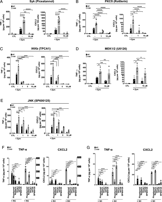 FIGURE 6. Inhibitors of intracellular kinases or NF-κB IKKβ decrease WT and CGD murine neutrophil cytokine production following activation with fungal particles. (A) Piceatannol (Syk) at 10 µM; (B) rottlerin (PKCδ) at 1 and 10 µM; (C) TPCA-1 (IKKβ) at 1, 5, and 10 µM; (D) U0126 (MEK1/2) at 10 µM; and (E) SP600125 (JNK) at 1, 5, and 10 µM were used for 1 h pretreatment of WT and CGD murine neutrophils, followed by zymosan stimulation at MOI of 1 for 5 h at 37°C. For A. fumigatus conidia activation assays, selected doses of inhibitors, including piceatannol (Syk) 10 µM, rottlerin (PKCδ) 1 µM, TPCA-1 (IKKβ) 5 µM, U0126 (MEK1/2) 10 µM, or SP600125 (JNK) 10 µM were used for 1 h pretreatment, and cells were then stimulated with MOI of 1 of (F) RC or (G) SC for 5 h at 37°C. ELISA was used to test for TNF-α and CXCL2 (n = 3–6). Combined data of two to three independent experiments. Statistical analysis was performed with paired Student t test. *p < 0.05, **p < 0.01, ***p < 0.001, ****p < 0.0001.