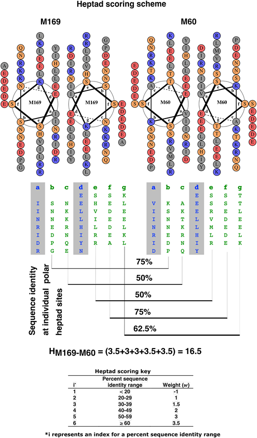 FIGURE 2. Heptad scoring scheme. Helical wheel representation of M169 and M60 (top) and heptad pattern of M169 and M60 (middle), along with heptad score (HM169–M60) between M169 and M60 and heptad scoring key (bottom). In the helical wheel representation, the nonpolar, polar, acidic, and basic residues are colored in gray, yellow, red, and blue, respectively. In the heptad pattern, the sites a and d (gray background) usually have hydrophobic residues and are shown in blue, and polar residues at the remaining sites are shown in green.