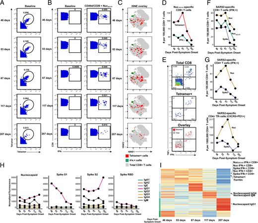 FIGURE 2. Longitudinal assessment of Nuc322–331–specific CD8+ T cell responses in PID4103 reveals coordination with other components of Ag-specific adaptive immunity. (A) Identification of Nuc322–331–specific CD8+ T cells by CyTOF. Baseline specimens that never underwent any stimulation were stained with HLA-B*40:01/Nuc322–331 tetramers detectable on two different CyTOF channels. The timeline refers to days since symptom onset. Numbers correspond to the percentage of cells within the gate. Results are gated on live, singlet CD3+CD8+ cells. (B) CD8+ T cells specifically producing IFN-γ in response to Nuc322–331 stimulation were detected at all five timepoints. Numbers correspond to the percentage of cells within the gate. Results are gated on live, singlet CD3+CD8+ cells. (C) Tetramer+ and IFN-γ+ cells responding to Nuc322–331 treatment reside in unique regions of the tSNE, suggesting phenotypic changes elicited by cognate peptide recognition. tSNE plots of total CD8+ T cells (gray), tetramer+ (red) from the baseline samples, and IFN-γ+ (green) cells from the peptide-stimulated samples over the course of convalescence of PID4103. Datasets correspond to those extracted from the data presented in (A) and (B). (D) The tetramer+ response is higher in magnitude than the IFN-γ+ response but exhibits similar kinetics, peaking 67 d postsymptom onset. Datasets correspond to those extracted from the data presented in (A) and (B). (E) Approximately half of tetramer+ cells in Nuc322–331–stimulated samples do not secrete IFN-γ or TNF-α. PBMCs from PID4103 were stimulated with Nuc322–331, stained with HLA-B*40:01/Nuc322–331 tetramers, and analyzed by CyTOF. A total of 54.1% of tetramer+ cells expressed neither IFN-γ nor TNF-α, suggesting that approximately half of tetramer+ cells are not identified using the cytokine secretion assay. (F) The responses of CD8+ T cell to Nuc322–331, the entire nucleocapsid protein (Nuc), and the entire spike protein are coordinated. Note that the IFN-γ+ response to Nuc322–331 is greater than the response to the entire spike proteins and less than the response to the entire nucleocapsid protein. (G) The total and Tfh CD4+ T cell responses against nucleocapsid peaks 67 d postsymptom onset, whereas the response to spike peaks slightly earlier. Total (left) or Tfh (CD4+CD45RO+CD45RA−PD1+CXCR5+) (right) CD4+ T cells responding to overlapping peptides spanning the entire nucleocapsid or spike proteins were assessed. (H) Titers of different Ab types against nucleocapsid, and the S1, S2, and RBD domains of spike monitored at the five timepoints and expressed as normalized fluorescence values (see Materials and Methods). The dotted line indicates the limit of detection. (I) Unsupervised k-means clustering of cells, Abs, and other biomarkers based on their abundance in PID4103’s blood across five time points. For each biomarker, abundance is normalized across time points and colored from red (highest) to blue (lowest). The CD4+ and CD8+ T cell against Nuc322–331, nucleocapsid, and spike clustered together. Interestingly, ferritin levels clustered close to them. In contrast, Ab responses against nucleocapsid were delayed and occurred after the peaks of the T cell responses. The green bars on the left correspond to clustering as determined by k-means.