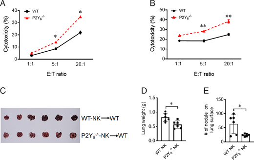 FIGURE 5. P2Y6 receptor suppressed cytotoxic and antitumor metastatic potential of NK cells. (A) Assessment of natural cytotoxicity of WT and P2Y6−/− splenic NK cells against YAC-1 target cells using FACS. (B) Assessment of natural cytotoxicity of WT and P2Y6−/− splenic NK cells on YAC-1 target cells after stimulation with IL-15. (C–E) B16/F10 metastasis assay; the indicated mice were injected i.v. with 1 × 105 B16/F10 or 2 × 106 FACS WT and P2Y6−/− splenic NK cells. The mice were sacrificed 14 d later, and the lung weights and numbers of tumor nodules were counted. Graphs show mean ± SD (n = 6). Data are representative of two or three independent experiments. Statistical significance was assessed using Student t test or one-way ANOVA test (*p &lt; 0.05, **p &lt; 0.01).