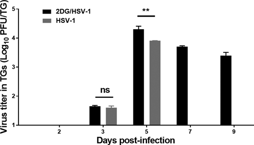 FIGURE 6. Virus levels present in individual TG from ocularly infected 2DG-treated and control-untreated BALB/c mice at different times pi. At each time point, four TGs were harvested, freeze–thawed three times, and titrated on Vero cells. A two-way ANOVA was performed to calculate statistical differences between 2DG-treated and -untreated groups. **p &lt; 0.01. ns: not significant.