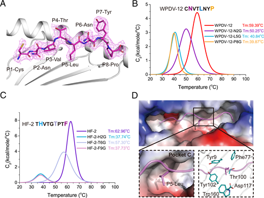 FIGURE 3. The conformation of the peptide presented by Trvu-UB*01:01. (A) The electron density map of peptide WPDV-12 presented by Trvu-UB*01:01. (B) DSC was used to detect the thermal stabilities of Trvu-UB*01:01 complexed with peptide WPDV-12 and its mutations (i.e., WPDV-12-N2G, WPDV-12-L5G, and WPDV-12-P8G). (C) DSC was used to detect the thermal stabilities of peptide HF-2, HF-2-H2G, HF-2-T6G, and HF-2-F9G after mutation. (D) Amino acid composition of the Trvu-UB*01:01 C pocket (cyan sticks) anchored by P5-Leu of peptide WPDV-12.