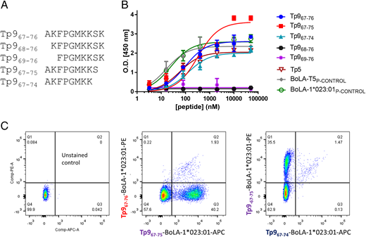 FIGURE 1. Minimal epitope sequence identification and antigenic polymorphism of the Tp9 epitope sequence. (A) Minimal Tp9 epitope sequences tested. (B) ELISA peptide-binding assay of Tp9 minimal epitopes to BoLA-1*023:01 class I molecule. (C) Flow cytometry staining of 495 CTL line with peptide–MHC class I Tets using BoLA-1*023:01 and Tp967–76, Tp967–75, and Tp967–74 peptides. Mean and SEM of a representative experiment are shown. The experiments were repeated twice with duplicate measurements. BoLA-1*023:01P-CONTROL, WMYEGKHVL; BoLA-T5P-CONTROL, KMFNRTLSY; Tp5, SKADVIAKY.