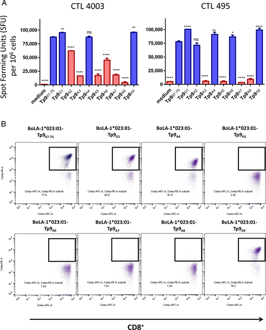 FIGURE 3. TCR recognition of the Tp9 epitope amino acids. (A) Two Tp9-specific CTLs (from animals 4003 and 495) were subjected to an ELISPOT assay using alanine/glycine-substituted Tp9 epitopes. Data represent spot-forming units (SFUs) per 106 CD8+ cells. (B) Flow cytometry staining of CTL line 4003 with peptide–MHC class I Tets prepared with BoLA-1*023:01-Tp967–75 Muguga, Tp9G1, Tp9A4, Tp9A5, Tp9A6, Tp9A7, Tp9A8, or Tp9A9 and anti-CD8 Ab (ILA51). Blue histogram: CTL response maintained; red histogram: CTL response reduced. Statistical analyses were done with Tp967–75 as the reference group. A response was considered as reduced when the SFU was >15% lower than that of the Tp967–75 SFU. p values (asterisks indicate level of significance), mean, and SD of a representative experiment are shown. nsp > 0.05, *p = 0.0425, **p ≤ 0.01, ****p ≤ 0.0001. The experiments were repeated twice with duplicate measurements. ns, not significant.