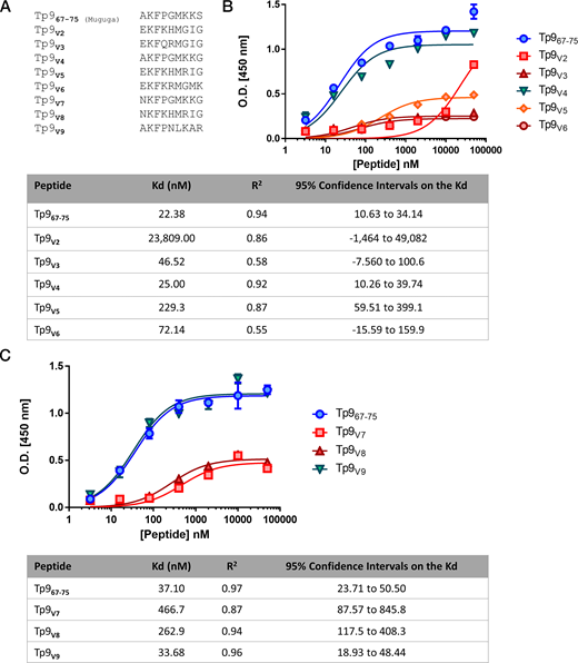 FIGURE 4. Binding affinities of Tp9 field variants. (A) Field variants were selected from a list of published buffalo-derived and cattle-derived Tp9 sequences. The 9-mer sequences from the field variants, corresponding to the known BoLA-1*023:01–restricted epitope region of the Muguga strain, were aligned with the Tp967–75 Muguga epitope sequence. (B) Peptide–MHC class I monomer formation ELISA using Tp9 peptide epitope sequences from these field variants: Tp967–75 Muguga, Tp9V2, Tp9V3, Tp9V4, Tp9V5, and Tp9V6. Kd values (nM) are depicted in the table below. (C) Peptide–MHC class I monomer formation ELISA using Tp9 peptide epitope sequences from these field variants: Tp967–75 Muguga, Tp9V7, Tp9V8, and Tp9V9. Kd values (nM) are depicted in the table below. Mean and SEM of a representative experiment are shown. The experiment was repeated twice with duplicate measurements.