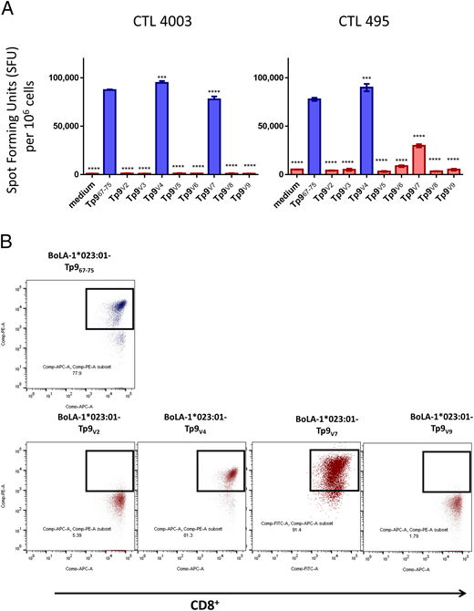 FIGURE 5. TCR recognition of Tp9 field variants. (A) Two Tp9-specific CTLs (from animals 4003 and 495) were subjected to an ELISPOT assay using field variant Tp9 epitopes. Data represent spot-forming units (SFUs) per 106 CD8 cells. (B) Flow cytometry staining of CTL line 4003 with peptide–MHC class I Tets prepared with BoLA-1*023:01-Tp967–75 Muguga, Tp9V2, Tp9V4, Tp9V7, or Tp9V9 and anti-CD8 Ab (ILA51). Blue histogram: CTL response maintained; red histogram: CTL response reduced. Mean and SD of a representative experiment are shown. Statistical analyses were done with Tp967–75 as the reference group. A response was considered as reduced when the SFU was >15% lower than that of the Tp967–75 SFU. ***p ≤ 0.001, ****p ≤ 0.0001. The experiments were repeated twice with duplicate measurements.