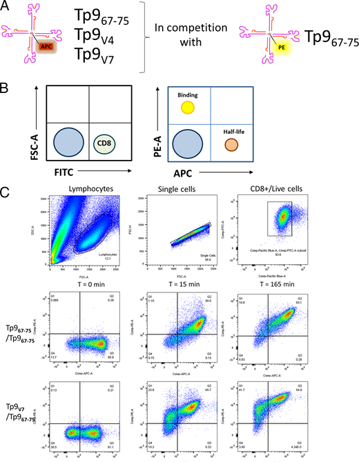 FIGURE 6. TCR avidity experimental design and example of flow cytometry gating. (A) Experimental setup of dual Tet competition assay to measure TCR avidity. (B) Example of a theoretical gating and data acquisition to measure half-life and binding of Tp9-BoLA-1*023:01 Tets with Tp9-specific CTL lines. (C) Example of an actual gating of single-stained allophycocyanin-positive cells (Q3, for measuring half-life) and PE-positive cells (Q1, for measuring binding) at time 0, 15, and 165 min with Tp967–75 and Tp9V7 Tets in competition with Tp967–75 Tet.
