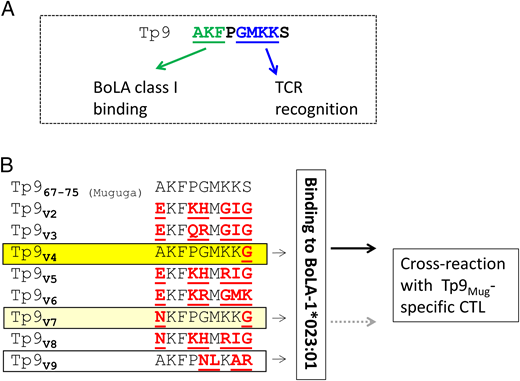 FIGURE 9. Binding affinity and TCR recognition of Tp9 in relation to cross-protection. (A) Summary schematic presentation of anchor positions and TCR recognition sites on the Tp967–75 Muguga epitope. The green color indicates the amino acids in the Tp9Muguga epitope important for binding to the BoLA-1*023:01 molecule, and the blue color indicates the amino acids important for TCR recognition. (B) Summary of BoLA-1*023:01 binding and Tp9-specific TCR recognition by the field variants of Tp9.