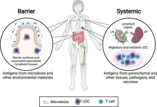 FIGURE 1. Barrier and systemic cDC. The barrier cDC located at corresponding anatomical locations such as the skin and intestines and their associated lymphoid tissues are exposed to the commensal microbiota and other environmental materials, which they then process and present as Ags to T cells. In contrast, systemic cDC are found in secondary lymphoid organs such as the spleen (SP) and LNs. These cDC present to T cells self and foreign Ags derived from parenchymal and interstitial tissues, including tumors and transplants as well as pathogens and i.m. vaccination.