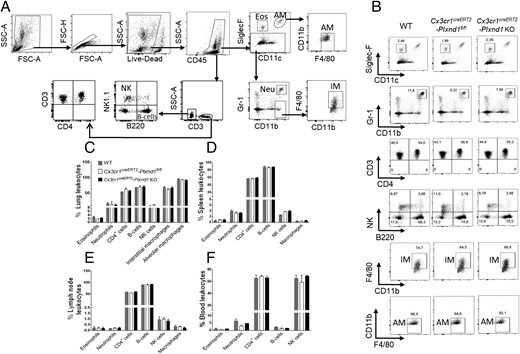 FIGURE 1. Immunophenotyping of inflammatory cells in Cx3cr1creERT2-Plxnd1fl/fl and Cx3cr1creERT2-Plxnd1 KO mice. (A) FACS analysis was done to characterize inflammatory cells populations in the lung, spleen, mediastinal lymph nodes (mLNs), and blood. General gating strategy includes exclusion of debris and doublets, and the inclusion of live cells. Single-cell suspensions of lung were stained by target-specific surface Abs. (B) Eosinophils were characterized by expression of Siglec F− and CD11c−. AMs are CD11c+, CD11b+, and F4/80+. Neutrophils were characterized by the expression of Gr1 and CD11b pregated on Siglec F− cells. IMs are CD11b+ and F4/80+ pregated on neutrophil-negative cells (Siglec F−Gr1−CD11bhigh). CD4+ T cells were characterized by CD3+ and CD4+ cells. B and NK cells were characterized by B220 and NK1.1, respectively, pregated on CD3− cells as shown in (A). (C–F) Percentage of each cell type was compared between WT, Cx3cr1creERT2-Plxnd1fl/fl, and Cx3cr1creERT2-Plxnd1 KO mice of lung (C), spleen (D), mLNs (E), and blood cells (F). Data are expressed as mean (pregated on CD45+) with SEM. n = 3–5 per group. AM, alveolar macrophage; Eos, eosinophil; Neu, neutrophil; NK, NK cell.