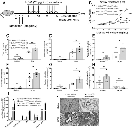 FIGURE 2. Airway resistance and inflammation are elevated in HDM-challenged CX3CR1-Plxnd1–deficient mice. (A) CX3CR1 cell–specific Plxnd1-deficient mice were established by oral gavage of tamoxifen for 3 alternative d and then induction of airway allergic asthma by intranasal exposure of HDM for 2 wk; control mice received saline. (B and C) Enhanced airway resistance (B) and total BAL cell number (C) in HDM-exposed Cx3cr1creERT2-Plxnd1 KO mice compared with Cx3cr1creERT2-Plxnd1fl/fl mice. (D–I) Absolute numbers of eosinophils (D), neutrophils (E), lymphocytes (F), IMs (G), and AMs (H) measured in BAL and in the lung (I) were determined by FACS as in (Fig. 1. (J) H&E staining of lung tissue. Data are expressed as mean with SEM. Scale bar, 50 μm. n = 3–5 mice per group. *p < 0.05, **p < 0.01, and ****p < 0.001.