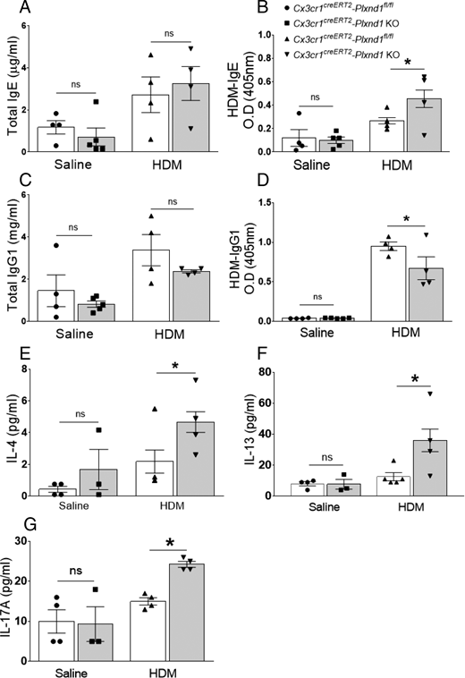 FIGURE 3. HDM-specific serum IgE and BAL Th2 and Th17 cytokines level increased in Cx3cr1creERT2-Plxnd1 KO mice upon HDM challenge. (A–D) The levels of total IgE (A), HDM-specific IgE (B), total IgG1 (C), and HDM-specific IgG1 (D) were measured in serum of Cx3cr1creERT2-Plxnd1fl/fl and Cx3cr1creERT2-Plxnd1 KO mice exposed to either saline or HDM by ELISA. (E–G) The levels of IL-4 (E), IL-13 (F), and IL-17A (G) were measured in BALF. Data are expressed as mean with SEM. n = 3–5 mice per group. *p < 0.05.