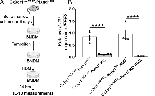 FIGURE 5. Deletion of Plxnd1 in CX3CR1+ macrophages negatively regulates IL-10 expression. (A and B) mRNA expression of anti-inflammatory cytokine IL-10 was measured in bone marrow–derived macrophages (BMDMs) from Cx3cr1creERT2-Plxnd1fl/fl and Cx3cr1creERT2-Plxnd1 KO mice by qRT-PCR. Data are expressed as mean with SEM. n = 3–6 data per group. ****p < 0.01.