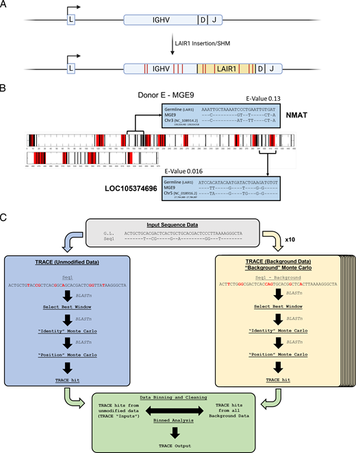 FIGURE 1. Somatically mutated LAIR1 inserts have regions of clustered mutations that match distant genomic regions. (A) Schematic of the generation of LAIR1-containing Abs described by Tan et al. (19) and Pieper et al. (18). Germline V(D)J rearrangements acquire LAIR1 insertions in CDR3 that are somatically diversified and confer Ag binding. (B) Somatically mutated sequences obtained from human donor E were analyzed for small clusters of templated mutagenesis events as in Dale et al. (12) and are depicted as a highlighter plot. In the panel, a single sequence is shown; black bars indicate mutations at a given position, whereas red regions indicate regions that match short subsequences in the IGHV germline repertoire. Selected subsequences containing regions of clustered mutations (indicated by brackets) were run through BLASTn. Alignments of germline LAIR1, somatically mutated LAIR1, and the top BLASTn hit identified for that subsequence are shown. Gene names and E-values for searches conducted are shown for corresponding BLASTn hits. (C) An overview of the TRACE pipeline is shown. For each sequence, local clusters of mutations are identified by comparison with a germline sequence. Sequences with a qualifying cluster (eight mutations in 38 bp) are screened for the best window over the 38 bp that incorporates the cluster. Each of these windows is passed into BLASTn and the window with the highest bit score (i.e., the best alignment) is selected. Subsequently, two different Monte Carlo simulations are performed on this window and the bit score of the window is compared with the populations of bit scores from the Monte Carlo simulations. If the bit score of the window is &gt;95% of each Monte Carlo population, the BLASTn result of the window is recorded. Simultaneously, 10 “background” datasets are generated that mimic the somatically mutated sequence, in both number of mutations and mutation clusters. Identical window selection and Monte Carlo simulations are performed with these background data. Significant BLASTn results are recorded. Data from the original sequence and the background sets are compared and BLASTn hits from the original sequences that exceed background (background data) are kept to produce a TRACE output. A detailed explanation of each step is depicted in Supplemental Fig. 1.