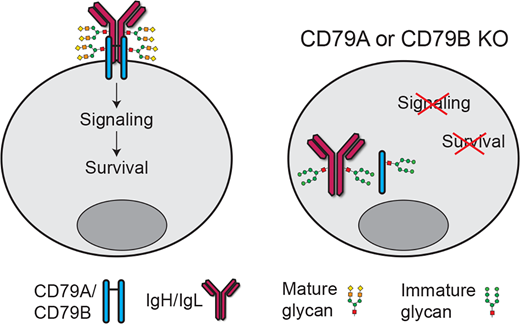 Mechanism of CD79A and CD79B Support for IgM+ B Cell Fitness through B ...