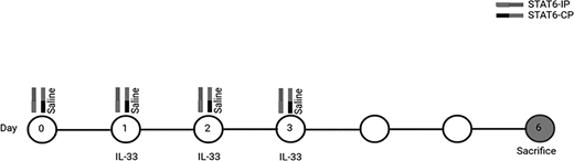 FIGURE 1. In vivo model of IL-33 and STAT6-IP delivery. BALB/c wild-type mice were treated i.n. with saline or IL-33 each day for 3 consecutive days. STAT6-IP, STAT6-CP, or saline were given i.n. 1 d and 1 h before each IL-33 treatment. Mice were sacrificed 3 d later and BALF and lungs were collected.