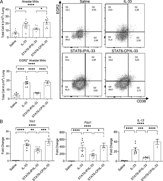 FIGURE 5. STAT6-IP inhibits IL-33–induced AAM polarization and IL-33–induced increases in Ym1, Fizz1, and IL-13 mRNA levels. BALB/c mice were treated as described in (Fig. 1. Alveolar Mϕs were identified by flow cytometry as in (Fig. 4A. Total lung RNA was isolated and mRNA levels were quantified by qPCR. (A) Numbers of alveolar Mϕs in the lung (upper left panel), numbers of EGR2+ alveolar Mϕs (bottom left panel), representative dot plots of each treatment condition highlighting alveolar Mϕs expressing EGR2 and/or CD38 (right hand panel). (B) Ym1, Fizz1, and, IL-13 mRNA levels. Symbols represent individual mice. Data are from a combination of two independent experiments using four to five mice/group in each experiment except for STAT6-CP mice, which are from a single experiment (n = 5). Outcomes are presented as mean ± SEM assessed by one-way ANOVA followed by a Tukey’s multiple comparison test. *p &lt; 0.05, **p &lt; 0.01, ***p &lt; 0.001, ****p &lt; 0.0001.