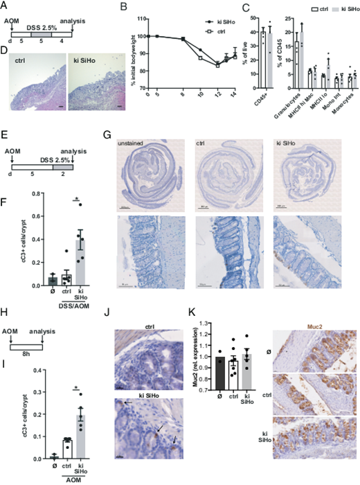 FIGURE 6. Increased AOM-induced apoptosis of colonic epithelial cells in CCL17-deficient mice. (A) Single-housed CCL17-deficient and control mice were injected with 10 mg/kg AOM followed by one cycle of 2.5% DSS and were analyzed after 14 d during the regeneration phase. (B) Relative bodyweight during AOM/DSS treatment. open squres, ctrl; filled circles, ki SiHo. Mean ± SEM (n ≥ 4). (C) Frequencies of CD45+ cells and myeloid cell subpopulations within CD45+ cells in the colon lamina propria on day 14. Mean ± SEM. Each data point represents one mouse (n = 4). *p &lt; 0.05, unpaired, two-tailed Student t test. (D) Representative images of H&amp;E-stained colon tissue sections from a ctrl and a ki SiHo mouse. Scale bars, 10 µm. (E) Mice were injected once with 10 mg/kg AOM i.p. followed 5 d later by exposure to DSS (2.5%) in drinking water for 2 d. (F and G) Detection of apoptosis in colonic epithelium by cleaved caspase-3 (cC3) immunohistochemistry. Scale bars, 800 µm (top), 50 µm (bottom). (F) The number of positive cells was determined in ≥60 crypts per mouse (untreated mice, n = 2; single-housed CCL17-ki/ki mice, n = 6; CCL17-wt/ki mice, n = 5). (G) Representative images of tissue sections stained for cC3 (brown) and counterstained with hematoxylin (blue). (H) Mice were injected with 10 mg/kg AOM i.p. and sacrificed 8 h later. (I and J) Detection of apoptosis in colonic epithelium by cleaved caspase-3 immunohistochemistry. Scale bars, 20 μm. (I) The number of positive cells was determined in ≥60 crypts per mouse (untreated mice, n = 2; CCL17-ki/ki mice, n = 6; CCL17-wt/ki mice, n = 5). (J) Representative image of colon tissue sections stained for cC3 with detection of cC3+ cells in the base of crypts. In (F) and (I), the mean numbers of cC3+ cells per crypt are shown. (K) Mice were treated as described in (B). Left, Relative Muc2 mRNA expression in colon tissue. Right, Muc2 detected by immunohistochemistry in FFPE sections of the colon. Representative images are shown. Scale bars, 20 µm. In (F), (I), and (K), each data point represents results of one mouse; columns indicate mean values, error bars indicate SEM. *p &lt; 0.05, **p &lt; 0.01 by unpaired Student t test corrected with Holm–Sidak method.
