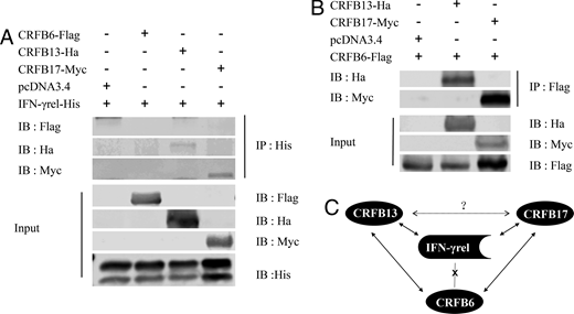 FIGURE 3. Interaction of IFN-γrel with receptors. (A) Co-IP analysis of IFN-γrel with CRFB6, CRFB13, and CRFB17. Five micrograms of IFN-γrel-His plus CRFB6-Flag, CRFB13-Ha, CRFB17-Myc, or pcDNA3.4 was transfected into the HEK293 cells and cultured for 24 h. (B) Co-IP analysis of CRFB6 with CRFB13 and CRFB17. CRFB6 plus CRFB13, CRFB17, or pcDNA3.4 were transfected into the HEK293 cells and cultured for 24 h. Abs against Ha tag, Flag tag, and Myc tag were used for immunoblotting. (C) The binding relationship between IFN-γrel and receptors.
