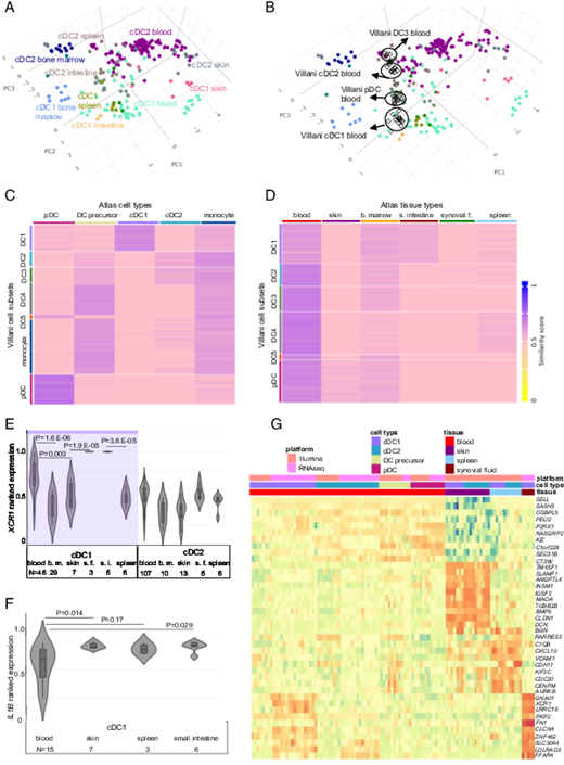 FIGURE 2. Tissue-specific behavior of DCs. (A) Stemformatics DC atlas cluster by subset and tissue of origin. (B) Projection of pseudo-bulk samples from single-cell data describing blood-derived DCs from Villani et al. (6) demonstrates reproducible grouping of new samples on the reference atlas. (C) Annotation of cell type from Villani et al. (6) single-cell libraries using the Capybara similarity score against the reference Stemformatics DC atlas predicting DC subsets and (D) tissue of origin. Similarity scores are shown: high (blue) to low (yellow). (E) Ranked gene expression of XCR1 or (F) IL1B (median, interquartile range) in samples selected for cDC1s and cDC2s from blood, bone marrow (bone m.), skin, small intestine (s.i.), spleen, and synovial fluid (s.f.). Sample size (N) for each combined category is listed under the x-axis. The p values were determined by a Student t test. (G) Heatmap of top 10 genes specific to each tissue (p &lt; 0.05) (see Supplemental Table III), classifying DCs isolated from blood, skin, spleen, and synovial fluid tissues. Row-normalized color scale shows intensity ranges from high expression (dark red) to low/no expression (dark blue). The p value was determined by a two-sided mixed linear model. See also Supplemental Figs. 2 and 3.