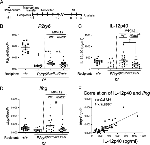 FIGURE 7. Transplantation with WT but not Nfatc2−/− macrophages restores Df-induced IL-12p40 production in BAL fluid and Ifng transcripts by BAL fluid cells during sensitization of P2ry6 fl/fl/Cre/+ mice. (A) BMMs from WT or Nfatc2−/− mice were administered intratracheally (i.t.) into P2ry6 fl/fl/Cre/+ mice. (B) P2ry6 transcript in BAL fluid cells of pulmonary macrophage transplantation–treated (PMT-treated) P2ry6 fl/fl/Cre/+ mice on day 2 (17 d after transplantation). (C) BAL fluid IL-12p40 from PMT-treated P2ry6 fl/fl/Cre/+ mice on day 2. (D) Ifng transcripts in BAL fluid cells from mice engrafted with WT or Nfatc2−/− macrophages on day 2. (E) Correlation between BAL concentration of IL-12p40 and Ifng transcripts (n = 10–18 from three experiments). Values are means ± SEM. ****p &lt; 0.0001 versus naive P2ry6 fl/fl/Cre/+ mice; #p &lt; 0.05 versus WT mice, by Mann–Whitney U test.