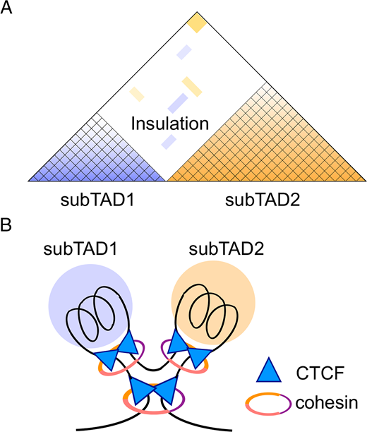 The Interplay of Transcription and Genome Topology Programs T Cell ...