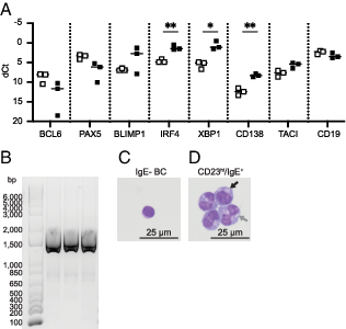 FIGURE 4. CD23hi/IgE+ cells have upregulated plasmablast differentiation marker transcripts and exhibit plasmablast morphology. Gene expression was compared in IgE− B cells (BC; □; n = 3) and CD23hi/IgE+ cells (▪; n = 3). RNA was extracted, equal RNA concentrations were converted into cDNA, and cDNA was amplified by quantitative RT-PCR with gene-specific primers. Data were normalized to ACTB (dCt). (A) Individual dCt values and means are graphed for the transcription factors BCL6, PAX5, BLIMP-1, IRF4, and XBP1 and surface proteins CD138, TACI, and CD19. Graph plots individual values with medians. (B) Gel image showing PCR products from IGHE primers run on CD23hi/IgE+ sorted cells. Lane 1 shows annotated ladder, and lanes 2–4 show the PCR product from three different allergic individuals. Sorted IgE− BC (C) and sorted CD23hi/IgE+ cells (D) were prepared by cytospin. Perinuclear clear zone (black arrow) and cytoplasmic clear vacuoles (gray arrow) are labeled in two CD23hi/IgE+ cells. Cells were differentially stained and imaged under ×50 magnification. *p &lt; 0.05, **p &lt; 0.01.