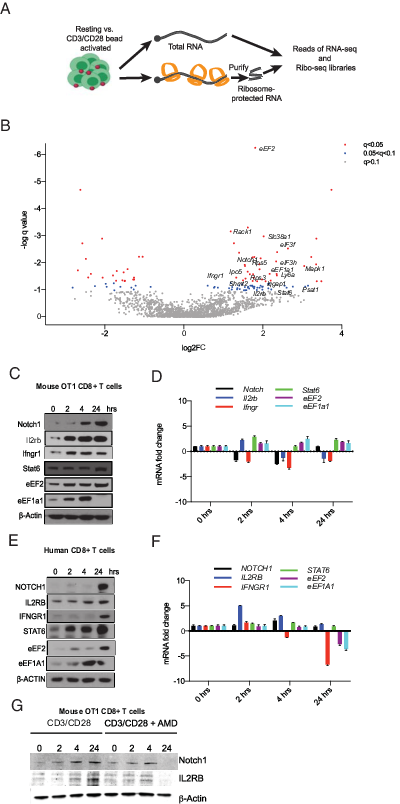 FIGURE 2. Rapid translational immune response program in CD8 T cells. (A) Schematic of ribosome footprinting study. We compared libraries of total mRNA (n = 3) against ribosome-protected (footprint) sequence reads (n = 3), which provided transcript-specific ribosome occupancy data as a surrogate of translation efficiency (TE). (B) Volcano plot of differential TE in resting and activated T cells, encompassing the q value and TE fold change. Blue dots indicate genes with 0.1 &lt; q &lt; 0.05, and red dots indicate genes with q &lt; 0.05. (C) Western blot analysis of lysates from mouse OT-1 cells activated for the indicated time points. Similar results were obtained from three experiments. (D) mRNA expression levels of indicated genes in the same cells by real-time quantitative PCR (n = 3). (E) Western blot analysis of lysates from human CD8+ T cells activated for indicated time points. Representative blots from three experiments. (F) Corresponding mRNA expression levels (n = 3). (G) Western blot analysis of lysates from mouse OT-1 cells activated for indicated time points with and without actinomycin D (AMD). Similar results were obtained from three experiments.