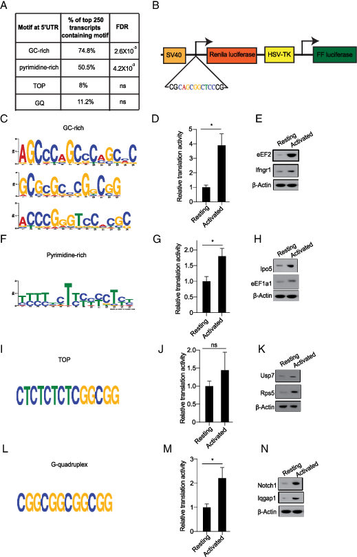 FIGURE 4. Identification and experimental evaluation of 5′ UTR sequence elements that are overrepresented in the response signature. (A) Percent distribution of indicated sequence motifs in the top 250 genes with increased TE. (B) Graphic representation of a dual-luciferase reporter to test translational function of indicated 5′ UTR elements during OT-1 cell stimulation. (C) GC-rich motifs were identified through STREME analysis. (D) Reporter assay for GC-rich sequences in resting versus activated OT-1 cells. (E) Western blot analysis of indicated genes containing GC-rich motif. (F) Pyrimidine-rich motifs were identified through MEME analysis. (G) Relative translational activity of pyrimidine-rich motif in resting versus activated T cells, quantified as in (D). (H) Western blot analysis of indicated genes containing pyrimidine-rich motif. (I) Schematic representation of TOP motif. (J) The relative translational activity of TOP motif in resting versus activated T cells. (K) Western blot analysis of indicated genes containing TOP motif. (L) Schematic representation of G-quadruplex (GQ) motif. (M) Relative translational activity of GQ motif in resting versus activated T cells. (N) Western blot analysis of indicated genes containing GQ motif. All of the Western blot data are representative of three independent experiments. For all of the luciferase reporter assays, data are representative of three independent experiments. Mean with SD is plotted. *p &lt; 0.05.