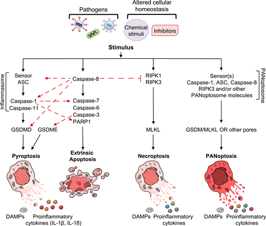 Cell Death Modalities PANoptosis: A Unique Innate Immune Inflammatory Cell Death Modality ...