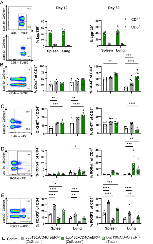 Inducible Lgp130 alters phenotype and differentiation status of CD4+ T cells. Lgp130 × CD4CreERT2 and Lgp130 control mice were treated with tamoxifen and analyzed 10 and 30 d after the last tamoxifen application. (A) Representative ZsGreen staining of CD4+ and CD8+ T cells from spleens of Lgp130 × CD4CreT2 mice and frequencies of ZsGreen+ CD4+ and CD8+ T cells at 10 and 30 d postinduction. (B–E) Representative FACS plots for CD4+ T cells from spleens of Lgp130 × CD4CreERT2 mice and percent CD44+ cells (B), percent Ki-67+ cells (C), percent RORγt+ cells (D), and percent Foxp3+ cells (E) in ZsGreen+ or ZsGreen− CD4+ T cell populations isolated from spleens and lungs of mice at 10 and 30 d postinduction. The percent values given in the FACS plots were calculated for either the ZsGreen+ or ZsGreen− CD4+ T cells. White bars indicate CD4+ T cells of Lgp130 control mice (n = 5 at day 10, n = 7 at day 30). Gray bars indicate ZsGreen− CD4+ T cells, green bars indicate ZsGreen+ CD4+ T cells, and gray bars with green borders indicate all CD4+ T cells of Lgp130 × CD4CreERT2 mice (n = 5 at day 10, n = 8 at day 30). Data show results of one experiment and are representative of three and two individually performed experiments for days 10 and 30 postinduction, respectively. Bars represent the mean, and statistical analysis was done with a two-way ANOVA and Tukey’s posttest. *p < 0.05, **p < 0.01, ***p < 0.001, ****p < 0.0001.