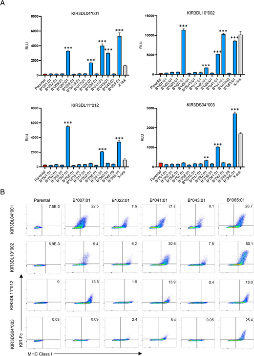 KIR3D04*001, KIR3DL10*002, KIR3DL11*012, and KIR3DS04*003 interact with multiple Mamu-Bw4 ligands. (A) KIR3DL04*001-, KIR3DL10*002-, KIR3DL11*012-, and KIR3DS04*003-CD3ζ JNL cells were incubated with 721.221 cells expressing the indicated Mamu-B molecules. The bar graphs represent the mean and SD (error bars) of luciferase activity (RLU) from triplicate wells of KIR-CD3ζ JNL cells incubated with Mamu-B+721.221 cells (blue), parental 721.221 cells (red), and anti–Flag-tag plus anti-mouse Abs (X-link, gray). **p = 0.0002, ***p < 0.0001, by one-way ANOVA with a Dunnett test. These results are representative of at least three independent experiments. (B) Parental and Mamu-B+721.221 cells were stained with near-IR Live/Dead dye, KIR3DL04*001-, KIR3DL10*002-, KIR3DL11*012-, and KIR3DS04*003-Fc, followed by goat anti-mouse IgG and MHC class I–specific Ab (W6/32).