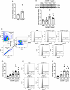 eCIRP increases the expression of CD112 in neutrophils. ( A ) A total of 3 ...