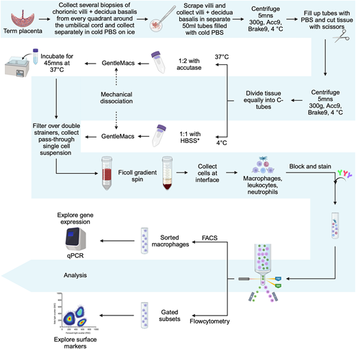Cold Mechanical Isolation of Placental Macrophages as a Method to Limit