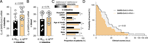 High levels of IL-1B in the intestine are associated with a reduced viral load among individuals with detectable SARS-CoV-2 infection of the intestine. (A) CT values of SARS-CoV-2 mRNA expression in the intestines of patients with a detectable SARS-CoV-2 viral load (n = 22), divided according to low (below the median of all 44 patients, black, n = 10) and high (above the median of all 44 patients, yellow, n = 12) expression of intestinal IL1B. (B) CT values of SARS-CoV-2 mRNA expression in the blood of patients with a detectable SARS-CoV-2 viral load (n = 22), divided according to low (below the median of all 44 patients, black, n = 12) and high (above the median of all 44 patients, yellow, n = 10) expression of intestinal IL1B. (C) Cohort characteristics of patients with undetectable (n = 23, black) and detectable (n = 22, yellow) intestinal SARS-CoV-2 viral loads. (D) Kaplan-Meier analysis of survival length in patient cohorts divided according to the absence (n = 23, black) or detectability (n = 22, yellow) of SARS-CoV-2 mRNA in the intestine. The p values were corrected for multiple testing when appropriate. Horizontal lines represent the mean ± SEM; each symbol indicates one sample from one patient.